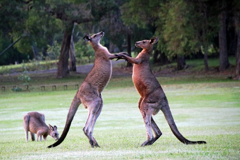 V srečanju nemške policije in pobeglega kenguruja pele pesti (foto: Profimedia)