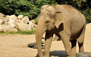 V ljubljanskem živalskem vrtu praznujejo svetovni dan slonov