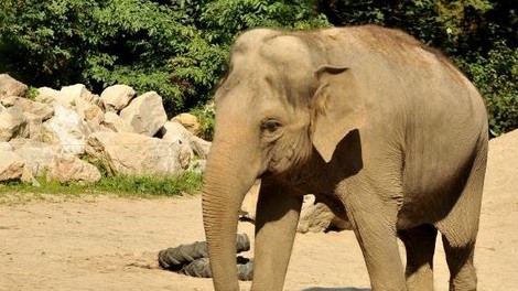 V ljubljanskem živalskem vrtu praznujejo svetovni dan slonov