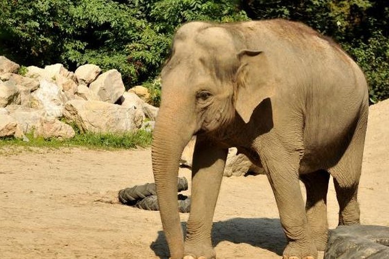 V ljubljanskem živalskem vrtu praznujejo svetovni dan slonov (foto: Tamino Petelinšek/STA)
