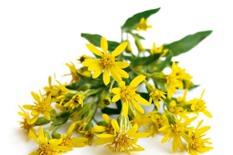 Zlata rozga - okrasna in zdravilna rastlina (foto: Shutterstock)