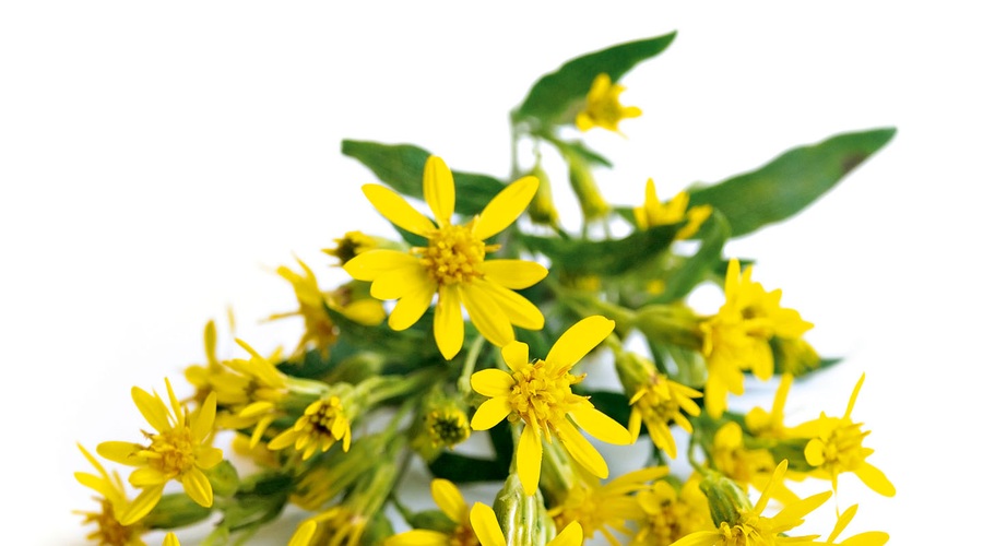 Zlata rozga - okrasna in zdravilna rastlina (foto: Shutterstock)