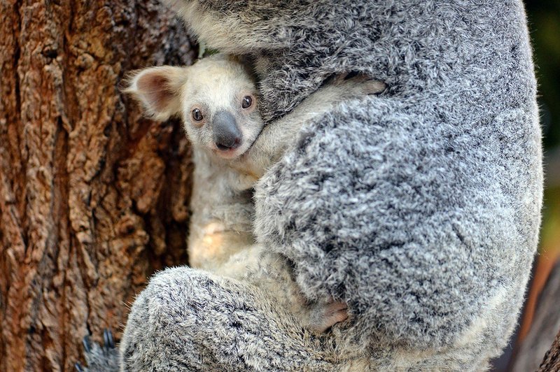 V avstralskem živalskem vrtu se je skotila redka bela koala (foto: Profimedia)