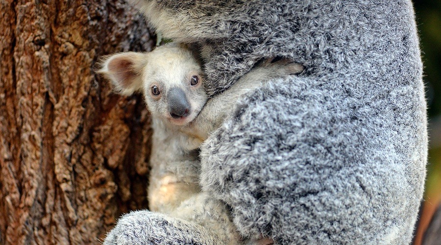 V avstralskem živalskem vrtu se je skotila redka bela koala (foto: Profimedia)