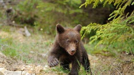 Slovenski medvedi povzročajo težave v francoskih Pirenejih