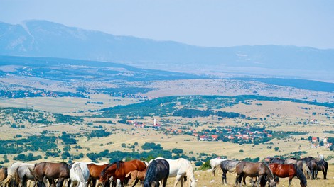 Livno - kraj, znan tudi po divjih konjih