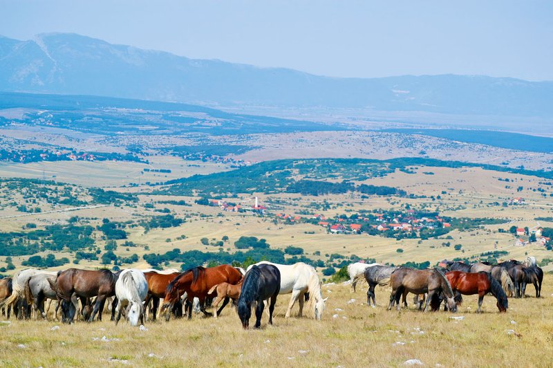 Livno - kraj, znan tudi po divjih konjih (foto: Eva Hajdenkumer)