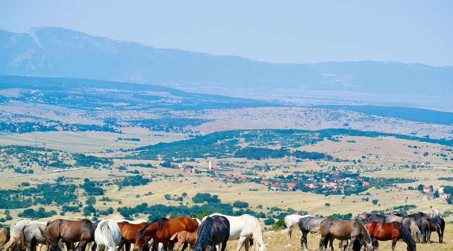 Livno - kraj, znan tudi po divjih konjih (foto: Eva Hajdenkumer)
