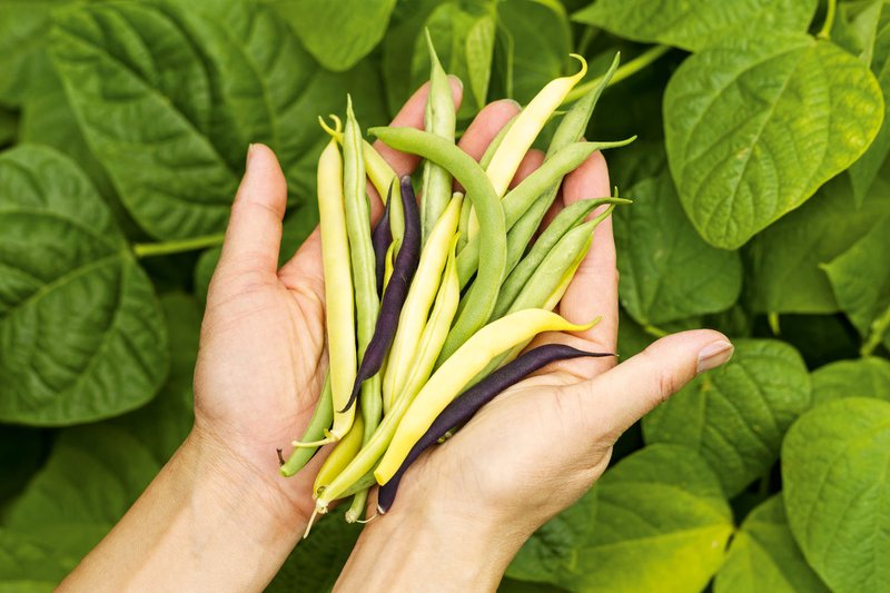 Če boste fižol sadili na ta način, ga boste imeli noro veliko (foto: Shutterstock)