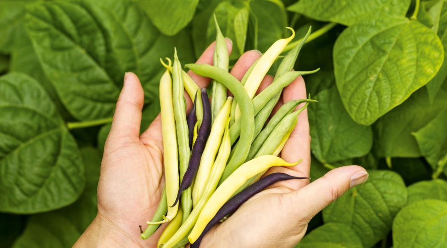 Če boste fižol sadili na ta način, ga boste imeli noro veliko (foto: Shutterstock)