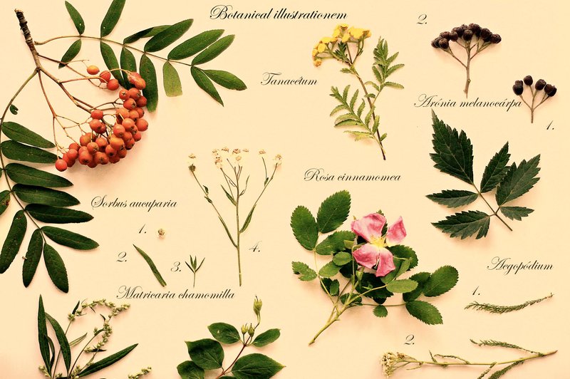 Herbarij: Izdelajte si knjigo rastlin (foto: Shutterstock)