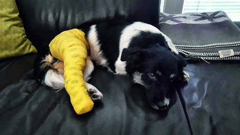 Alenka Godec je v skrbeh za poškodovano psičko