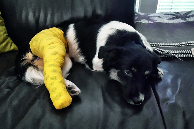 Alenka Godec je v skrbeh za poškodovano psičko (foto: osebni arhiv)