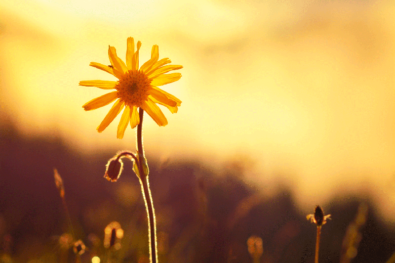 Arnika - cvetlica, ki prinaša mir in ravnovesje (foto: Shutterstock)