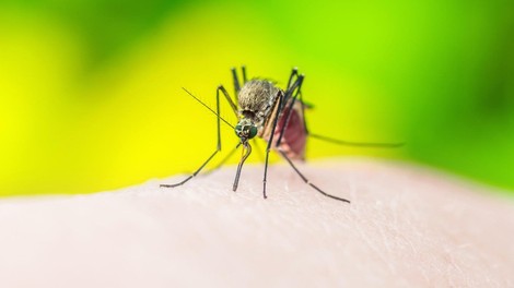 Italija se sprašuje: Je 4-letna deklica umrla zaradi komarja, ki je prenašal malarijo?