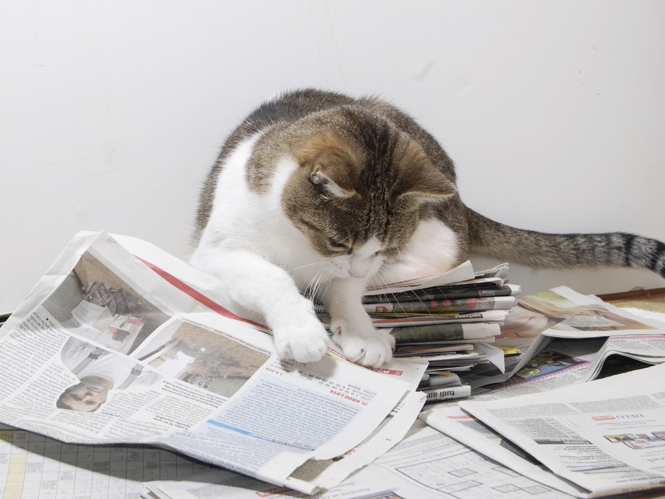 Kako tona starega papirja pomaga živalim? (foto: DZZZLj)