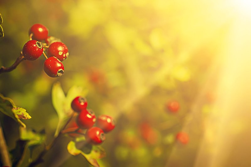Glog - za vilinska bitja je sveto drevo (foto: Shutterstock)