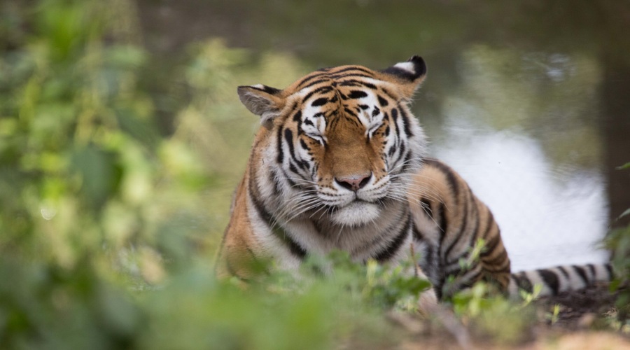 Rojstnodnevno gostijo za tigrico Vito bo zagotovil FerFud DUEL! (foto: ZOO Ljubljana)