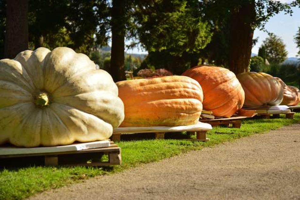 Zmagovalka letošnjega tehtanja buč v Mozirskem gaju težka 639 kilogramov (foto: Xinhua/STA)