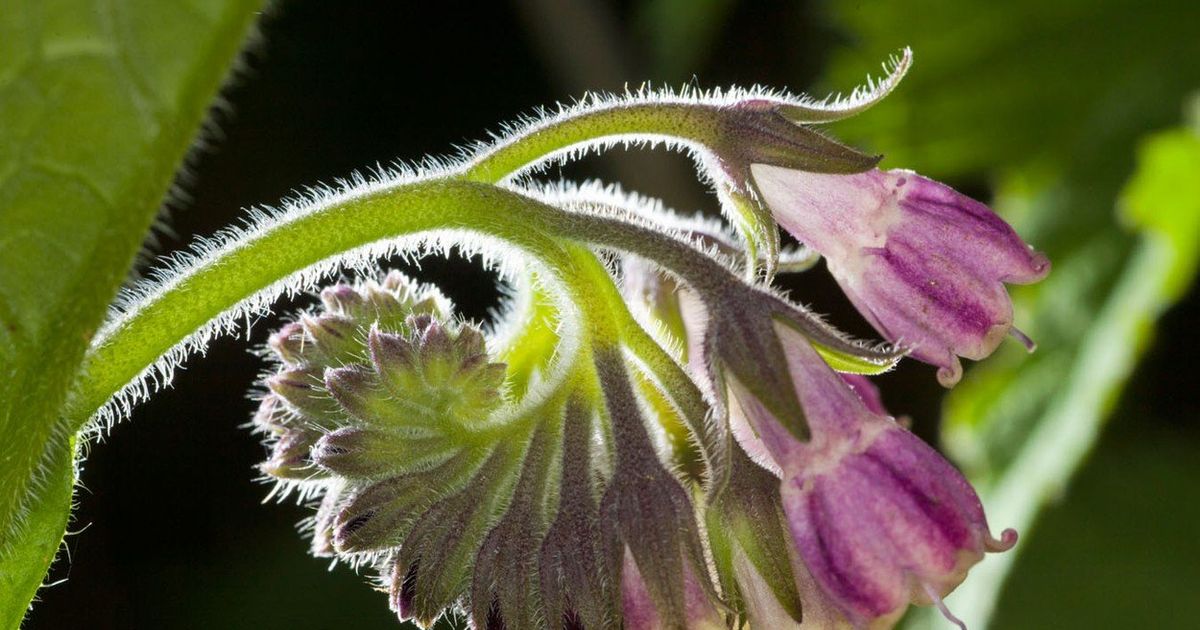 Gabez: Rastlina, ki varuje - Govori.se