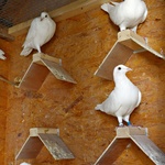 Golobi pismonoše: Kako deluje golobja pošta? (foto: Primož Predalič)