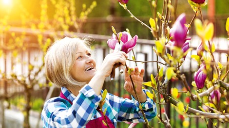 Obrezovanje magnolij: Z divami ravnajte obzirno