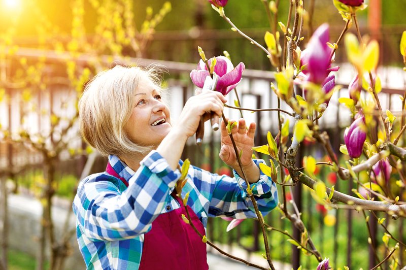 Obrezovanje magnolij: Z divami ravnajte obzirno (foto: Shutterstock)