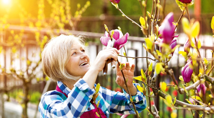 Obrezovanje magnolij: Z divami ravnajte obzirno (foto: Shutterstock)