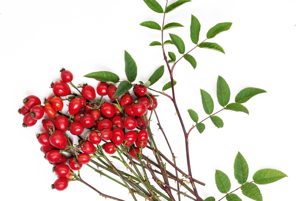 Šipek - Venerina rastlina z močno žensko esenco (foto: Shutterstock)