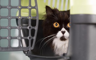 10 najpomembnejših nasvetov za prevoz vaše mačke v veterinarsko ambulanto