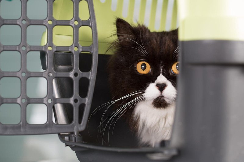 10 najpomembnejših nasvetov za prevoz vaše mačke v veterinarsko ambulanto (foto: profimedia)