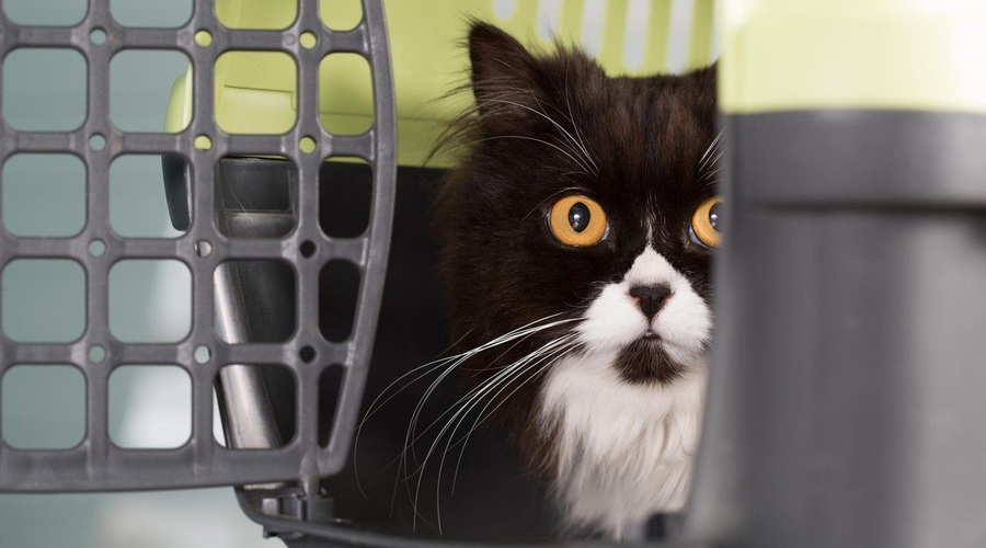 10 najpomembnejših nasvetov za prevoz vaše mačke v veterinarsko ambulanto (foto: profimedia)