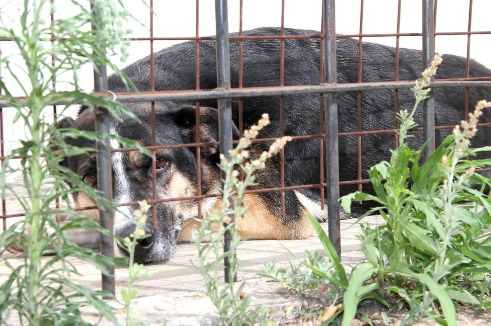Deček iz Slovenije podaril žepnino zavetišču za pse na Hrvaškem (foto: profimedia)