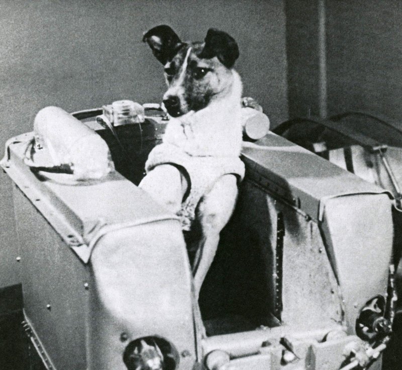 Pred 60 leti je Zemljo obkrožilo prvo živo bitje, psička Lajka! (foto: profimedia)