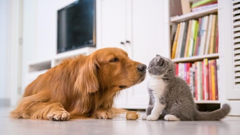 Raziskava: Ljudem so bolj pri srcu psi kot pa drugi ljudje!