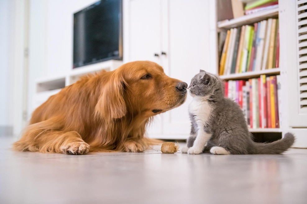 Raziskava: Ljudem so bolj pri srcu psi kot pa drugi ljudje! (foto: Profimedia)