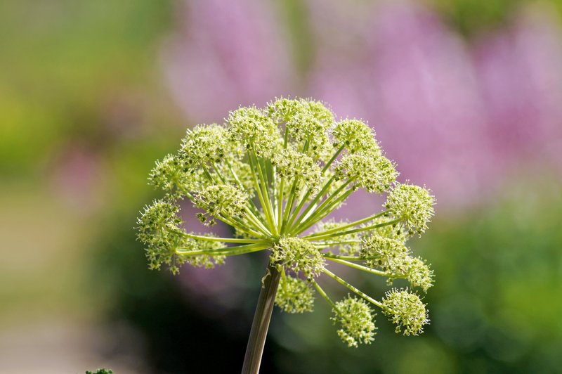 Angelika - rastlina, ki varuje dom in premoženje (foto: Shutterstock)