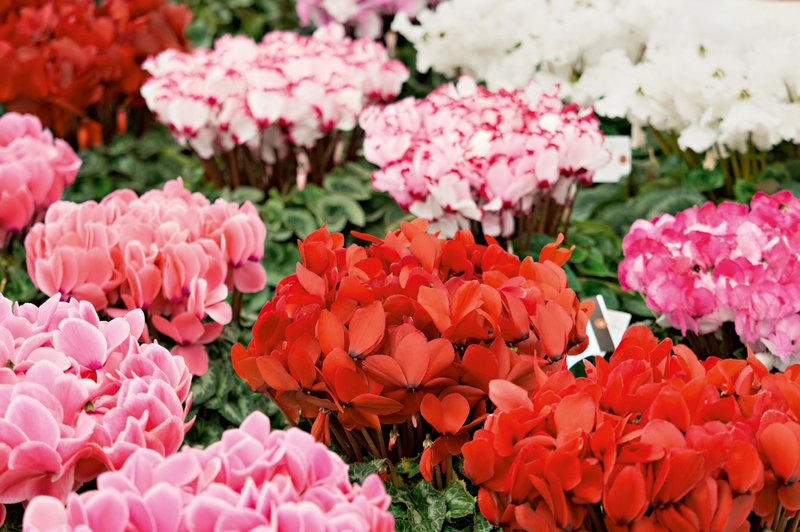Ciklama - cvetoča zimska klasika! (foto: Shutterstock)
