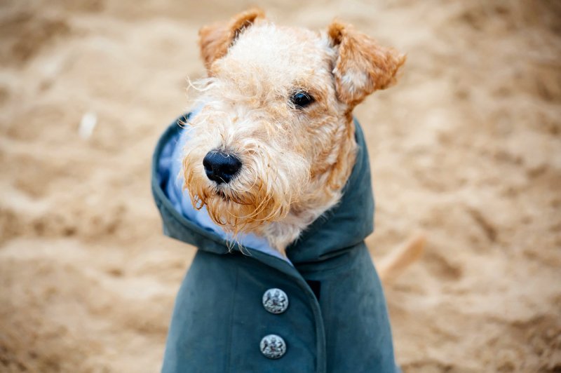 Zimska moda za pasje prijatelje (foto: Shutterstock)