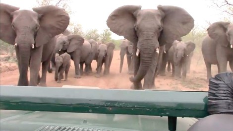 Sramotno! Trumpova vlada spet dovolila uvoz slonovine iz Afrike!