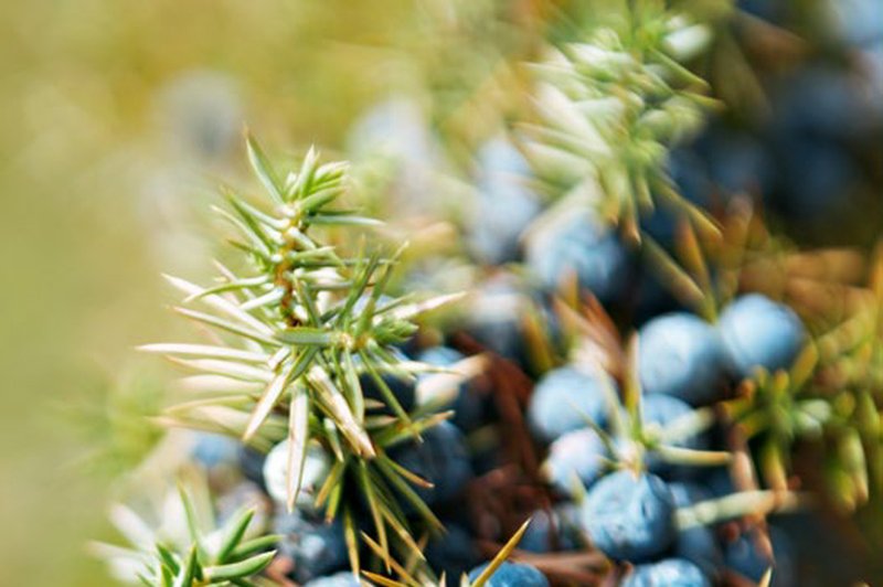 Brin velja pri nas za sveto rastlino (foto: Shutterstock)