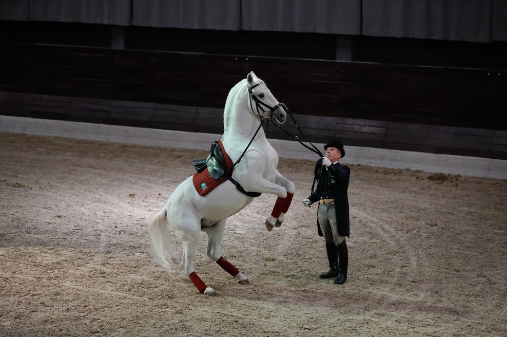 Lipicanci navdušili na premieri nove predstave (foto: Kobilarna Lipica)