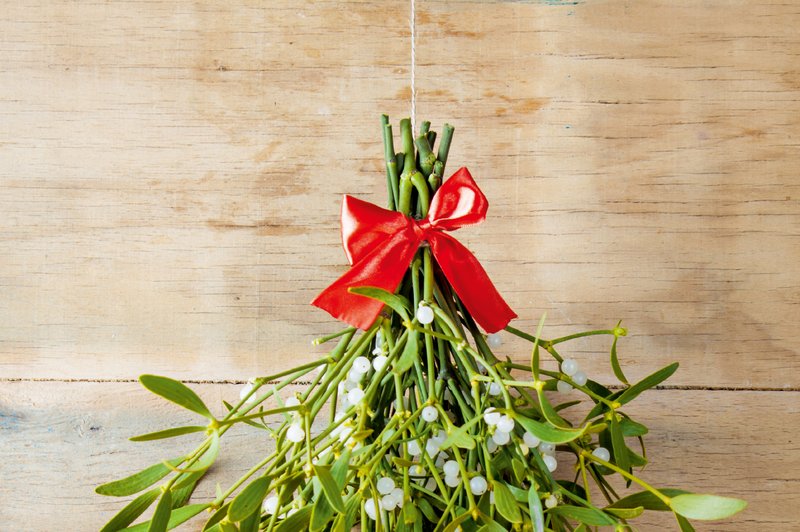Bela omela  - za druide je veljala za sveto rastlino (foto: Shutterstock)
