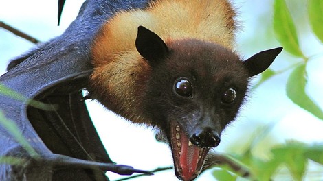 Avstralsko mesto zavzelo več sto tisoč orjaških netopirjev