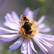 Danes obeležujemo svetovni dan čebel