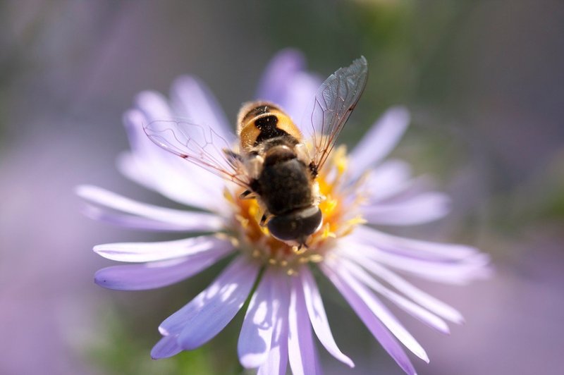 Rastline slišijo brenčanje čebel, cvetovi zato dajejo bolj sladek nektar, pravijo znanstveniki (foto: Profimedia)