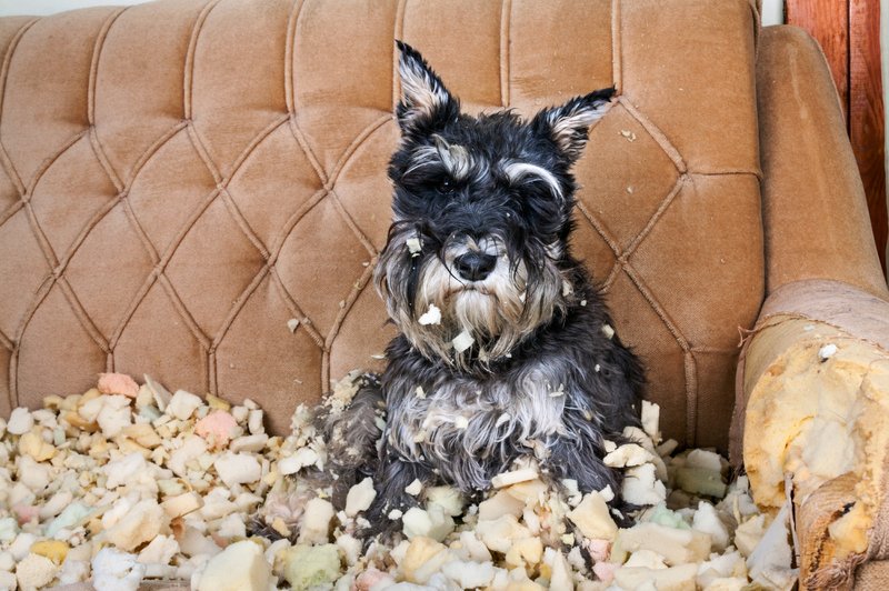 V naših domovih so stvari, ki motijo hišne ljubljence! (foto: Shutterstock)