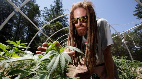 V Kaliforniji legalno tudi uživanje marihuane za lastno uporabo