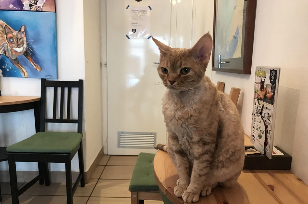 Znamenita mačja kavarna Cat Caffe v Ljubljani s februarjem zapira vrata (foto: govori.se)