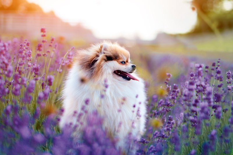Na homeopatsko zdravljenje se dobro odzivajo vse vrste živali (foto: Shutterstock)